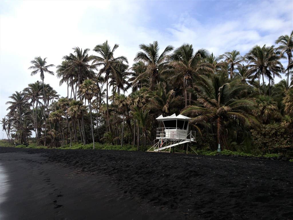 Green Sea Turtle Encounters