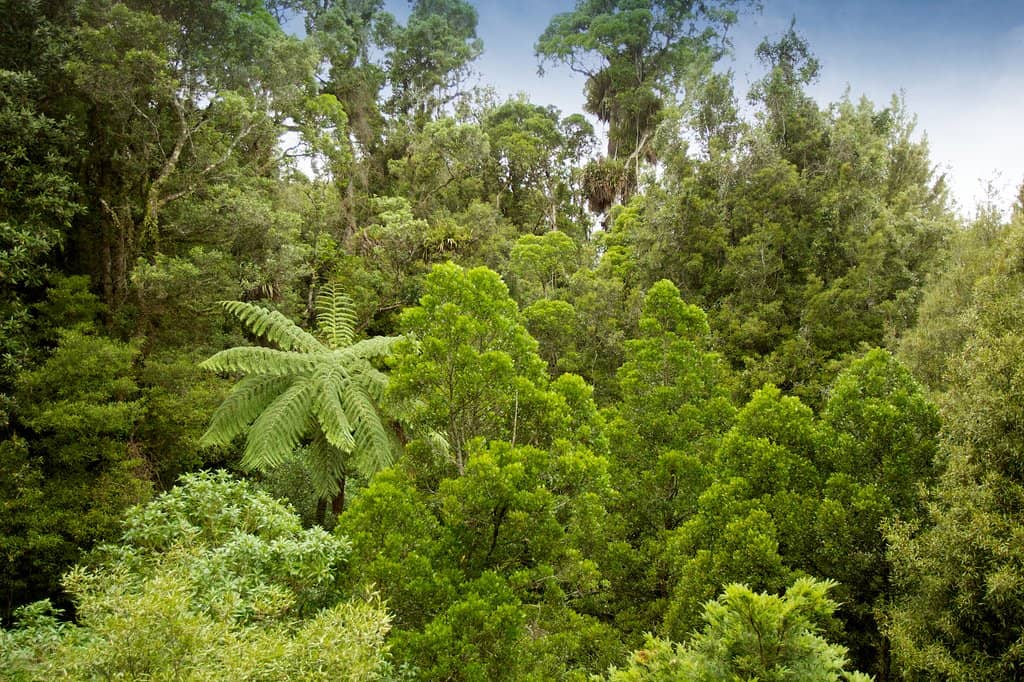 Predator-Free Native Forest