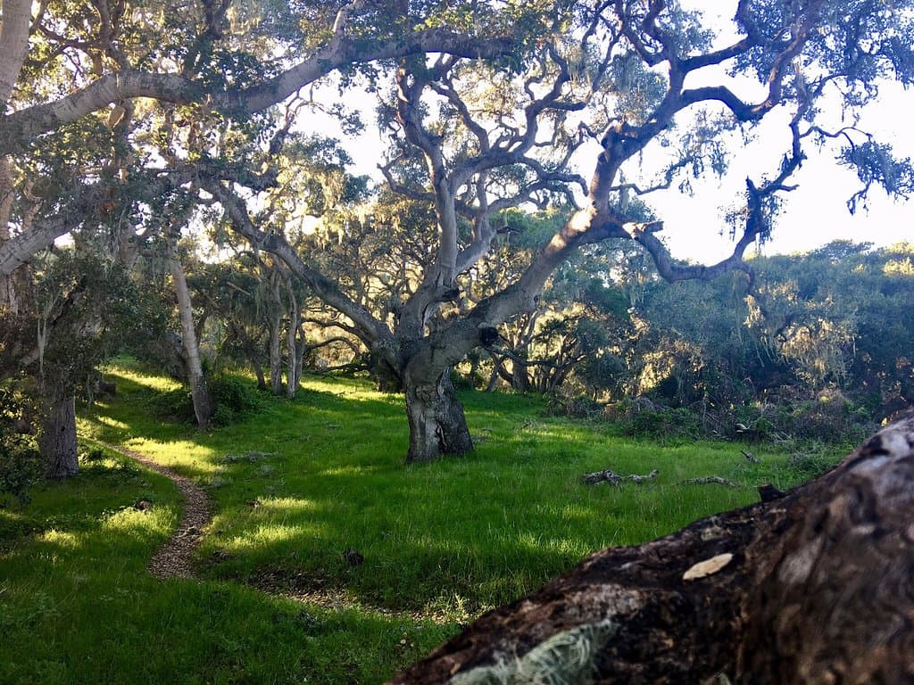 Los Osos Oaks State Natural Reserve