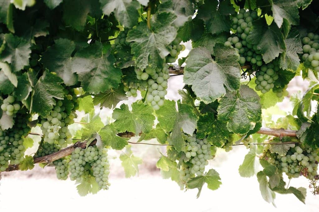 Meet the Alpacas & Farm Animals