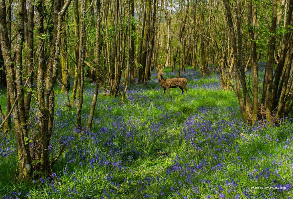 Ancient Oak Woodlands