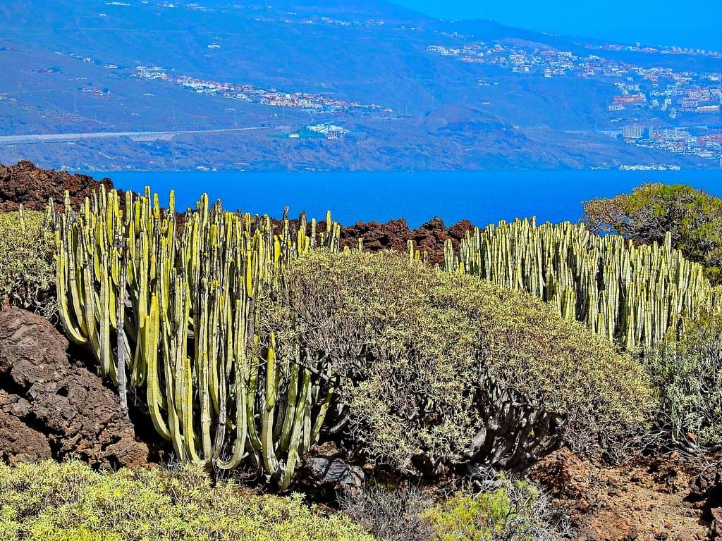 Reserva Natural Especial del Malpais de Guimar