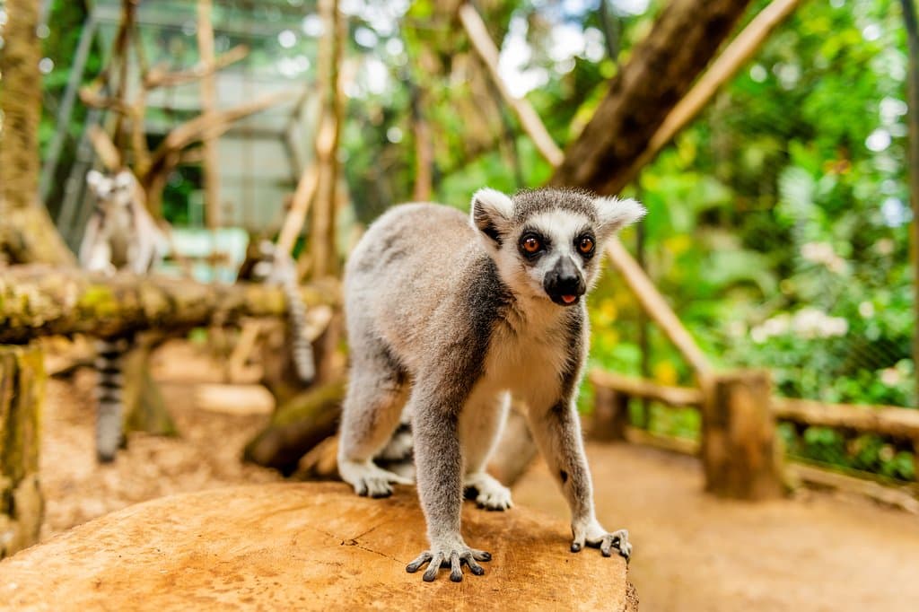 Interact with the Lemurs (new activity)