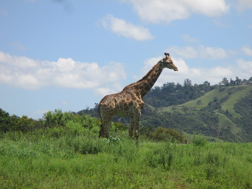 Giraffe
