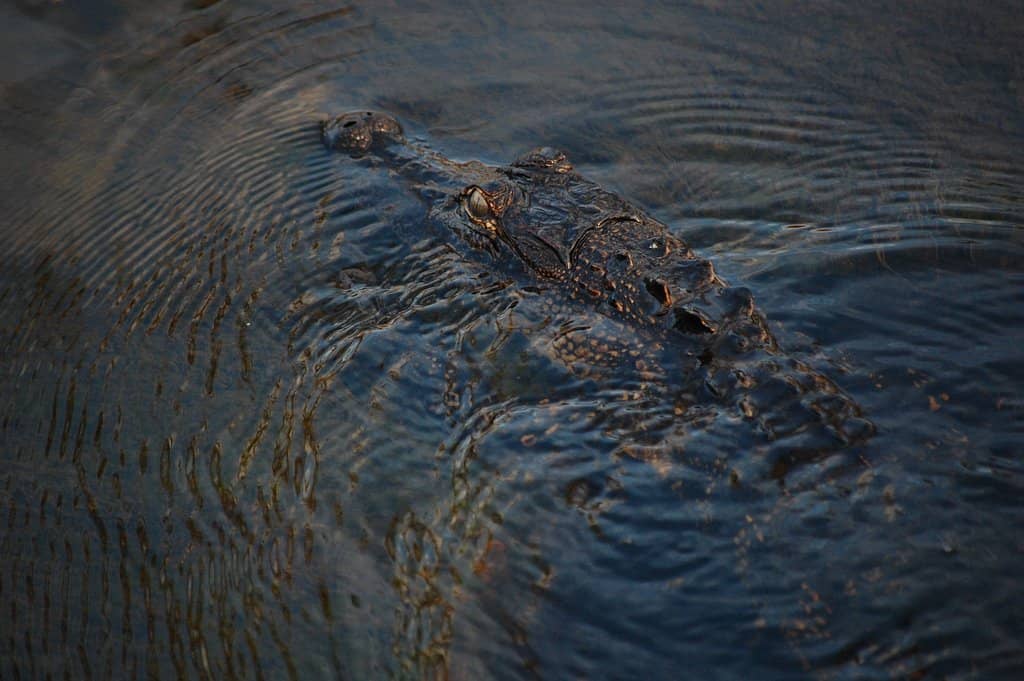 Wildlife Viewing