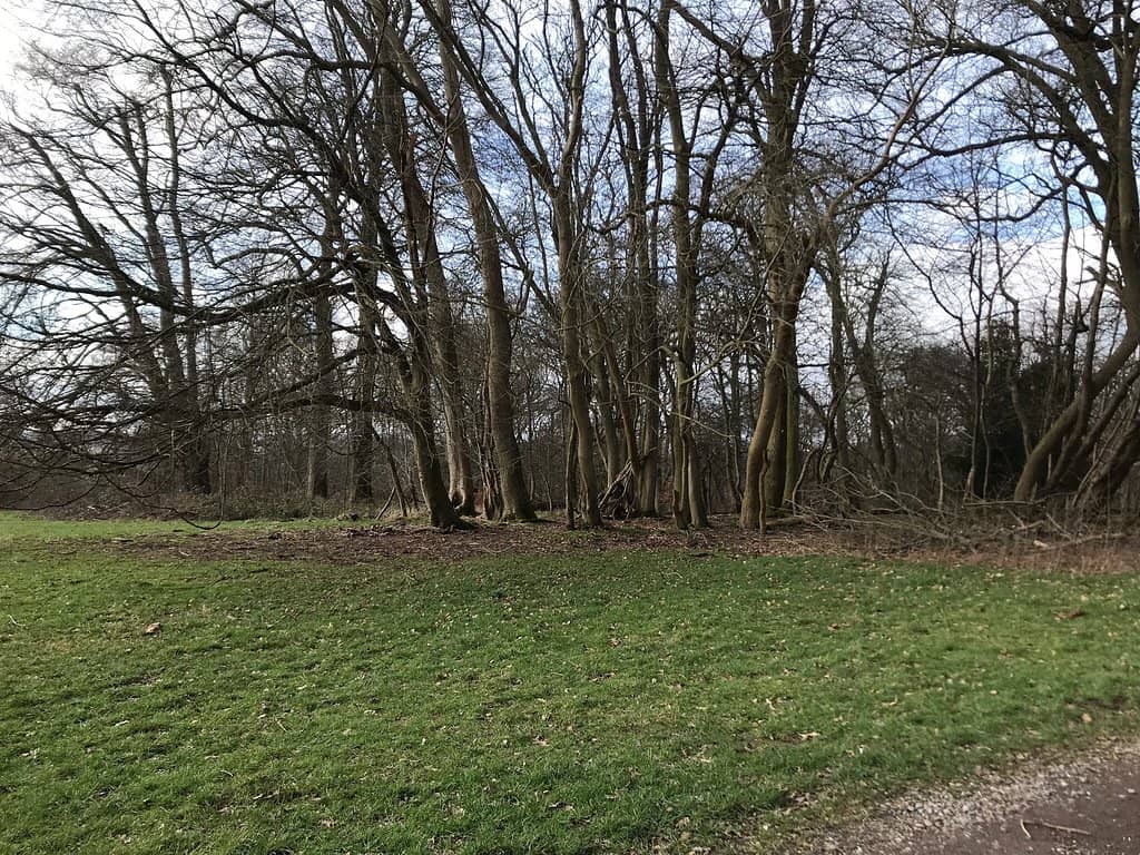 Bluebell Woods