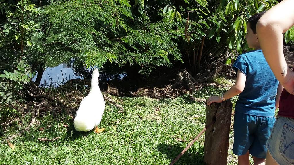 Wildlife Pond