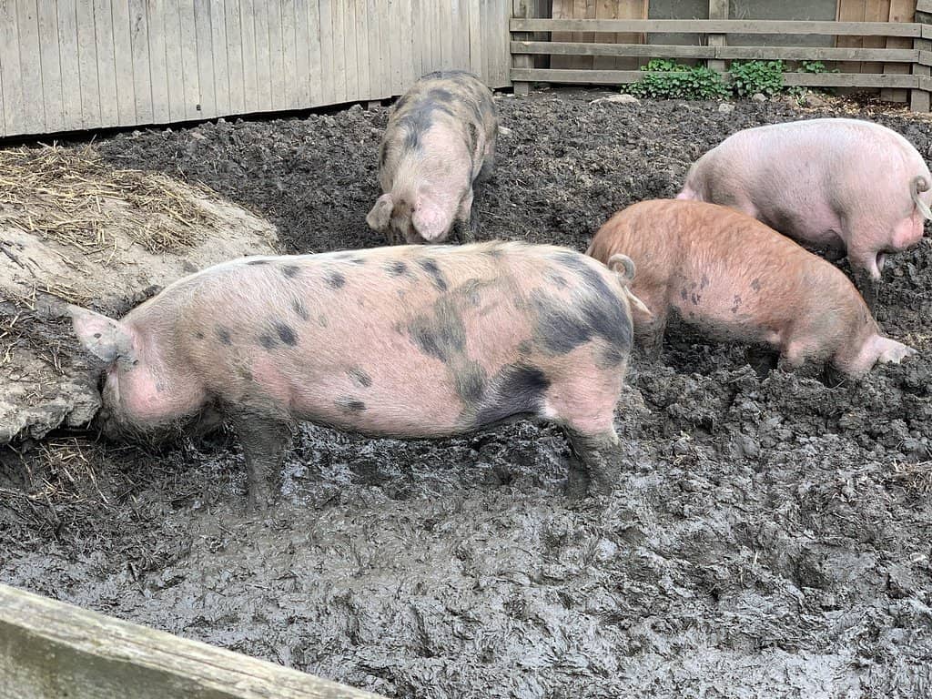 Community Farm Atmosphere