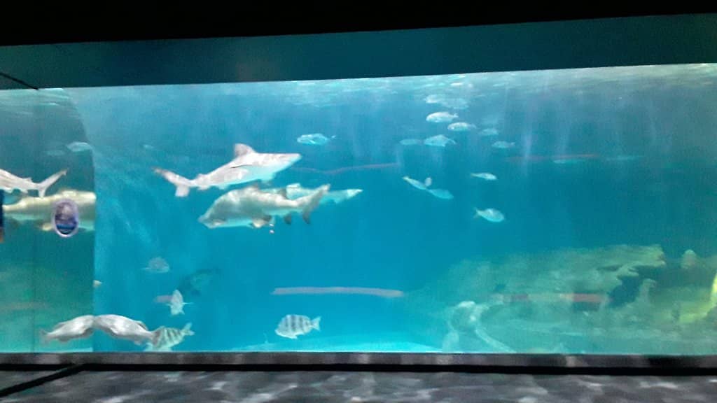 STAR Center (Sea Turtle Hospital)
