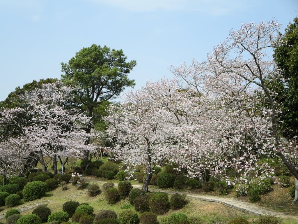 満開の桜1