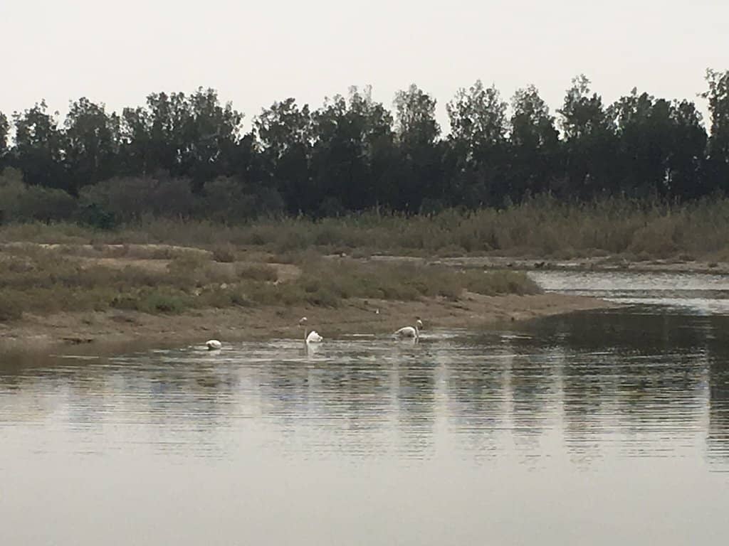 Flamingo Spotting
