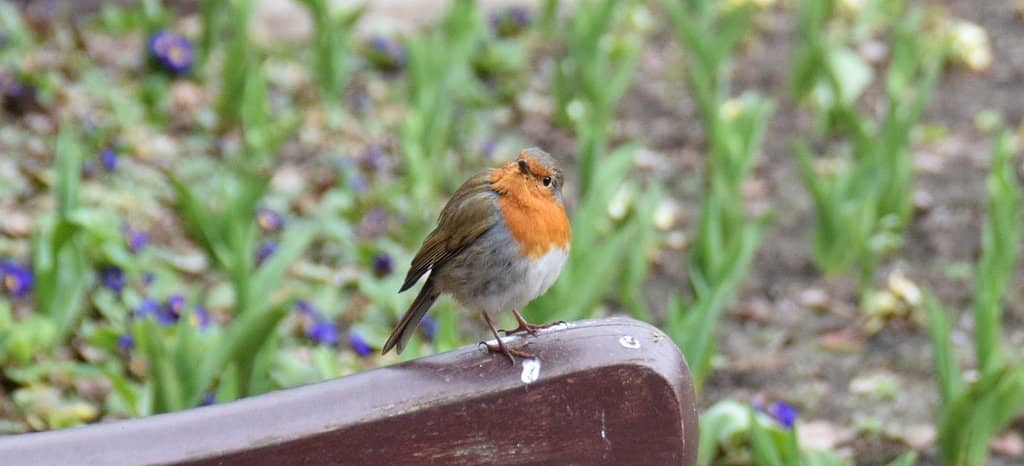 Adventure Playground