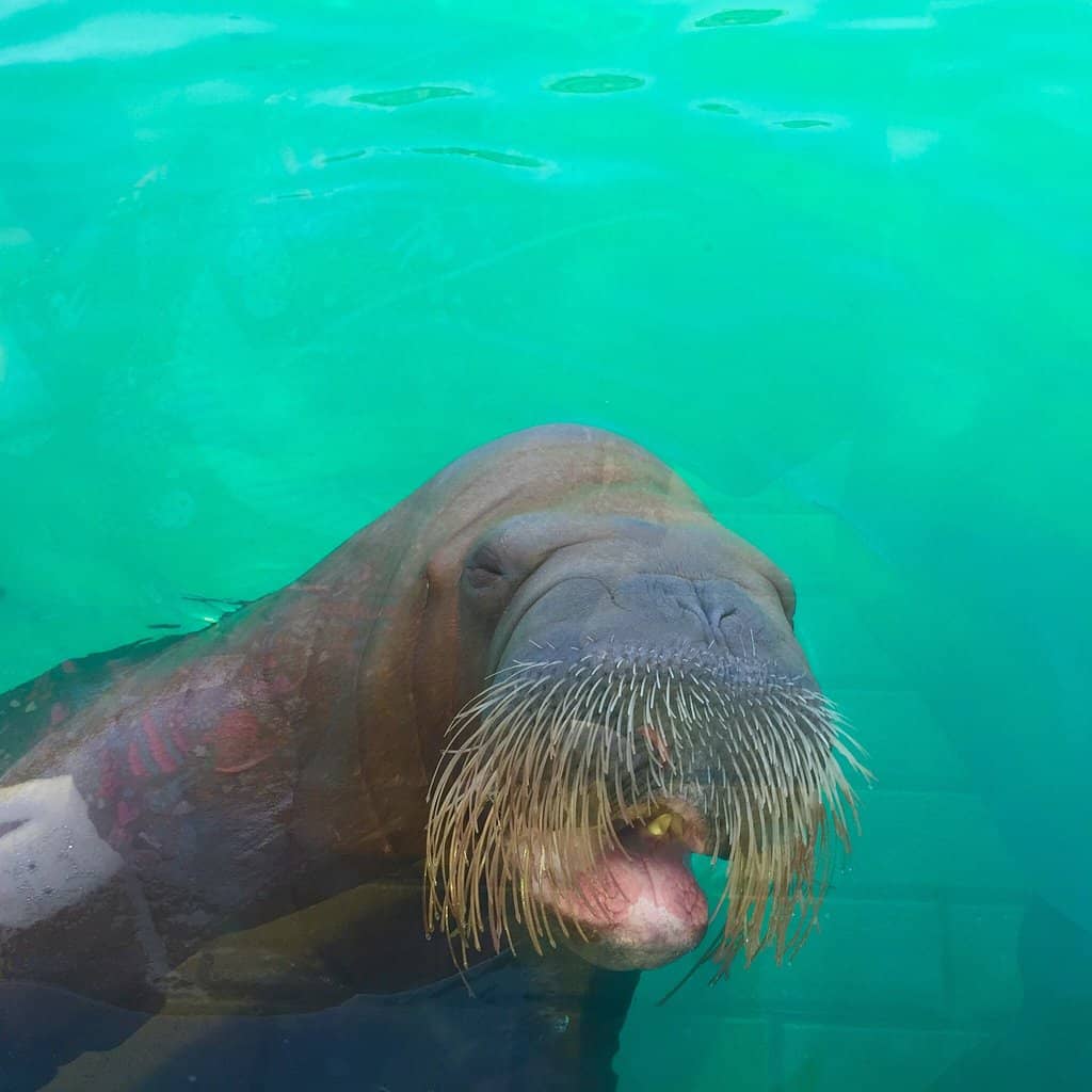 Exotic Animal Encounters