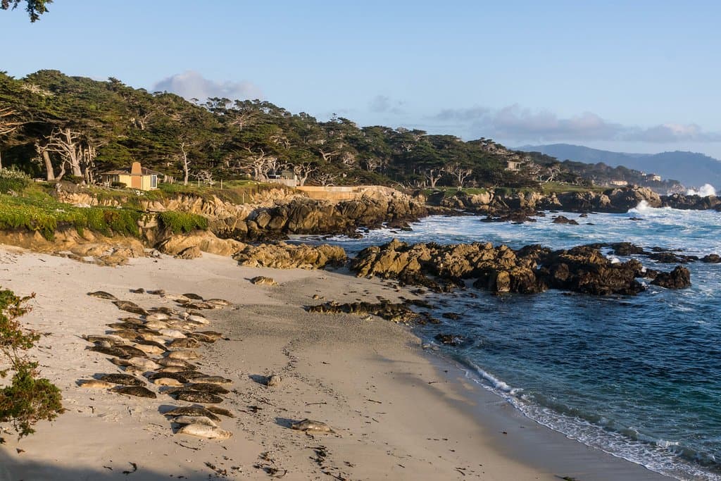 Harbor Seals and View from Cypress Point Lookout