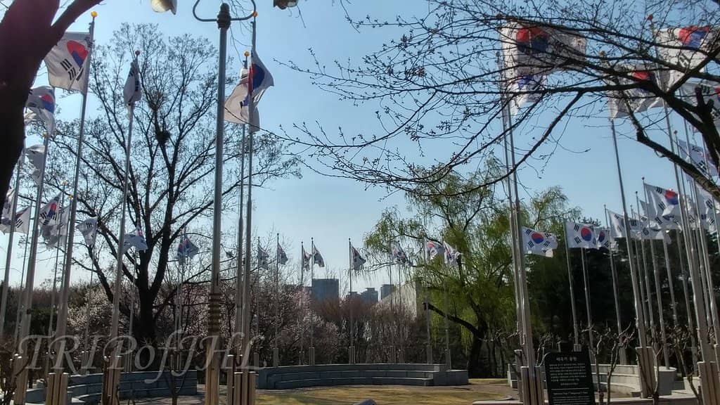 Cherry Blossom Trails