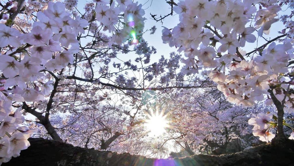 Spacious Lawns and Playgrounds