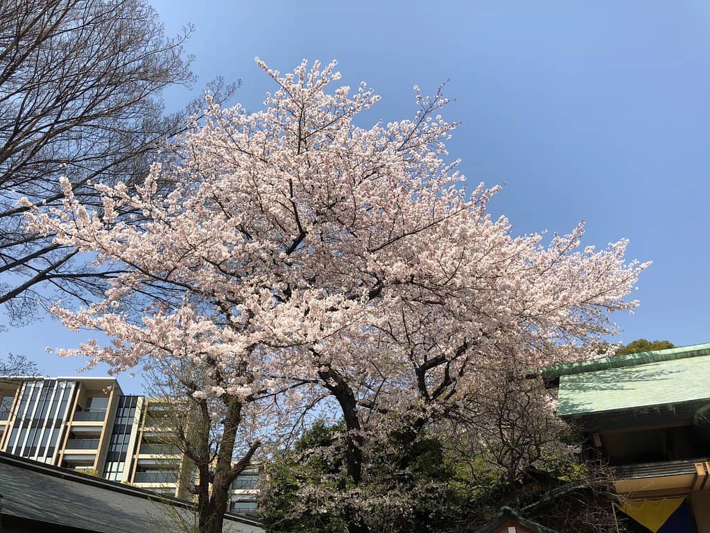 Sanrio Charms and Omamori