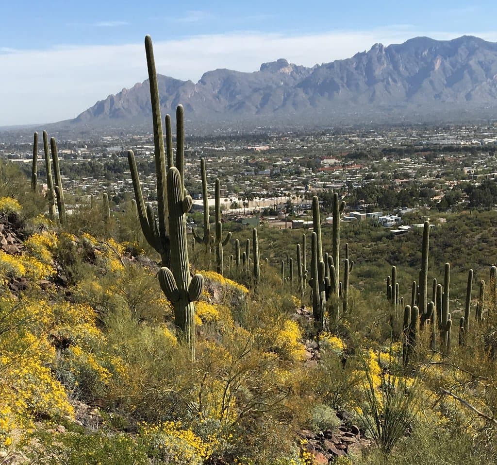 View of mountains, flowers and cactus from road on hill.