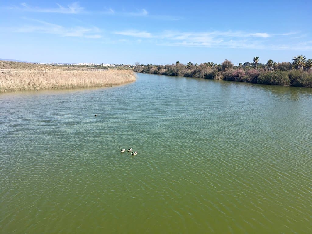 Patos na lagoa.