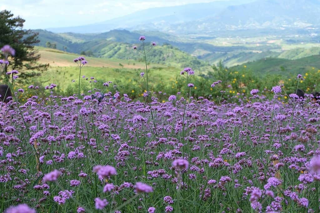 Reservoir and Dam Views