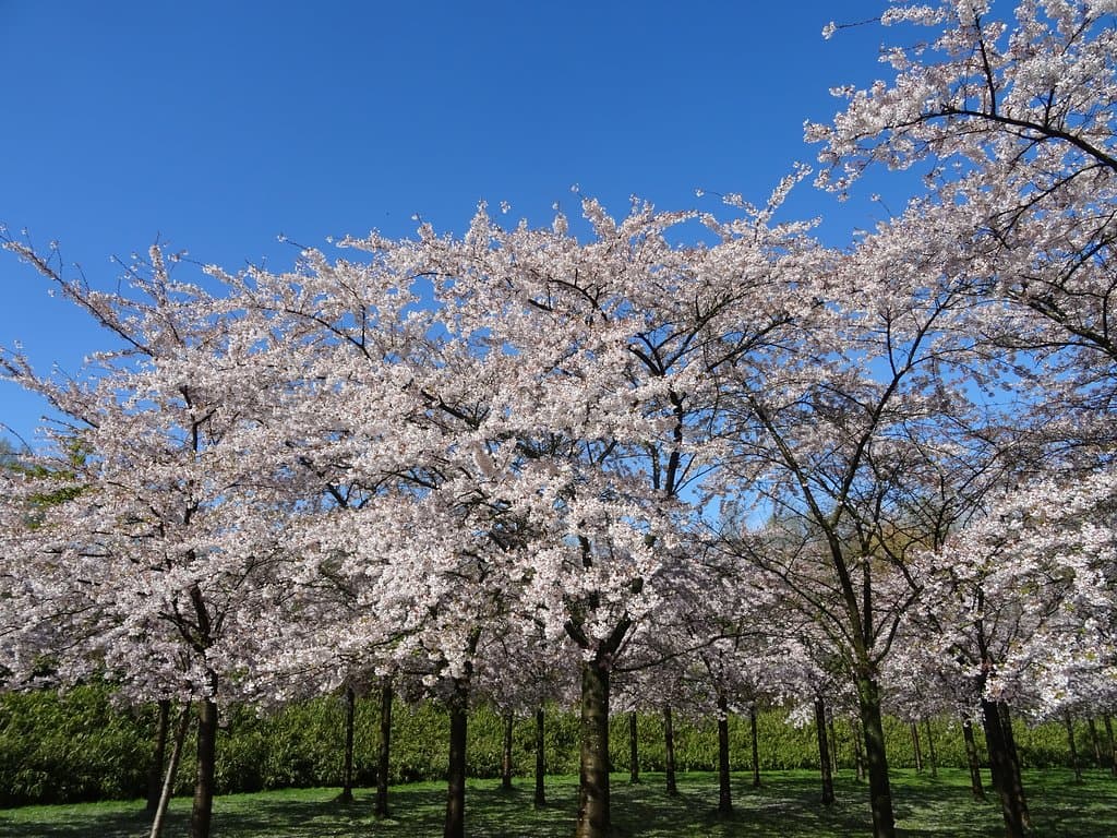Kersenbloesempark april 2019