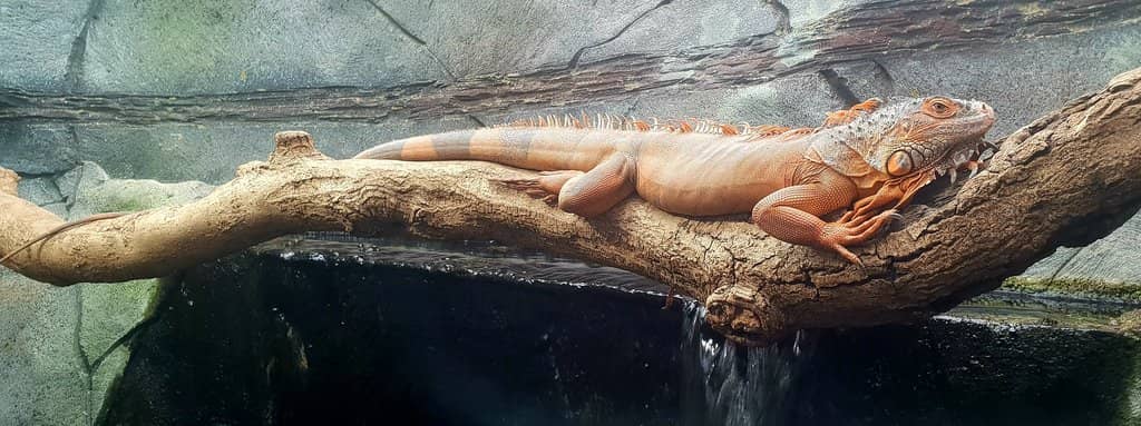 Cinnamon the Sloth