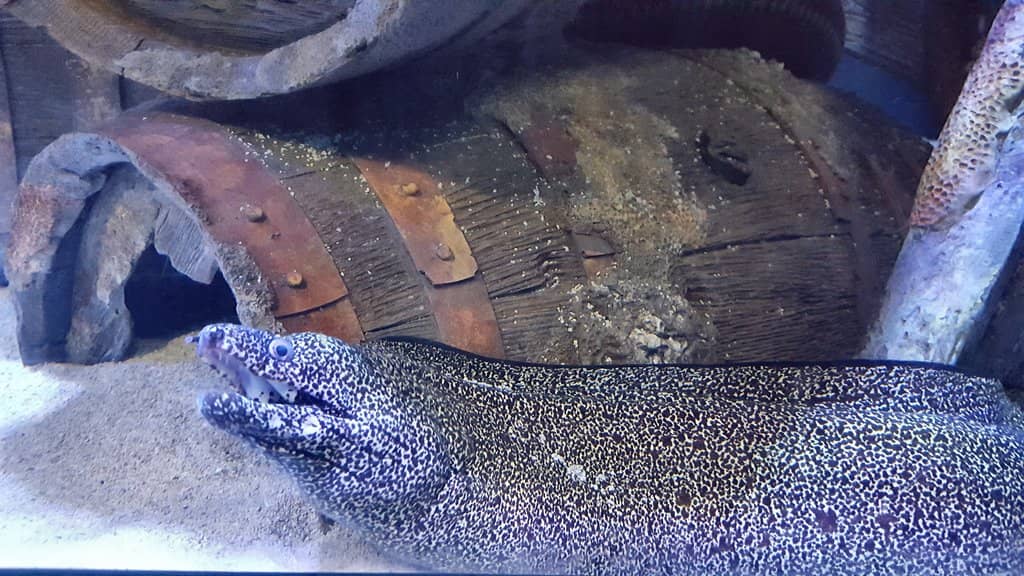 Shark Tank Encounter