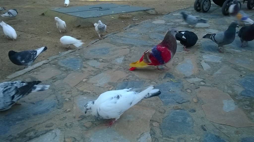 Playful Red Squirrels