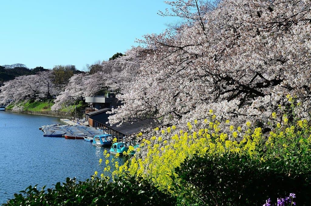 千鳥淵(2019/04/03日)