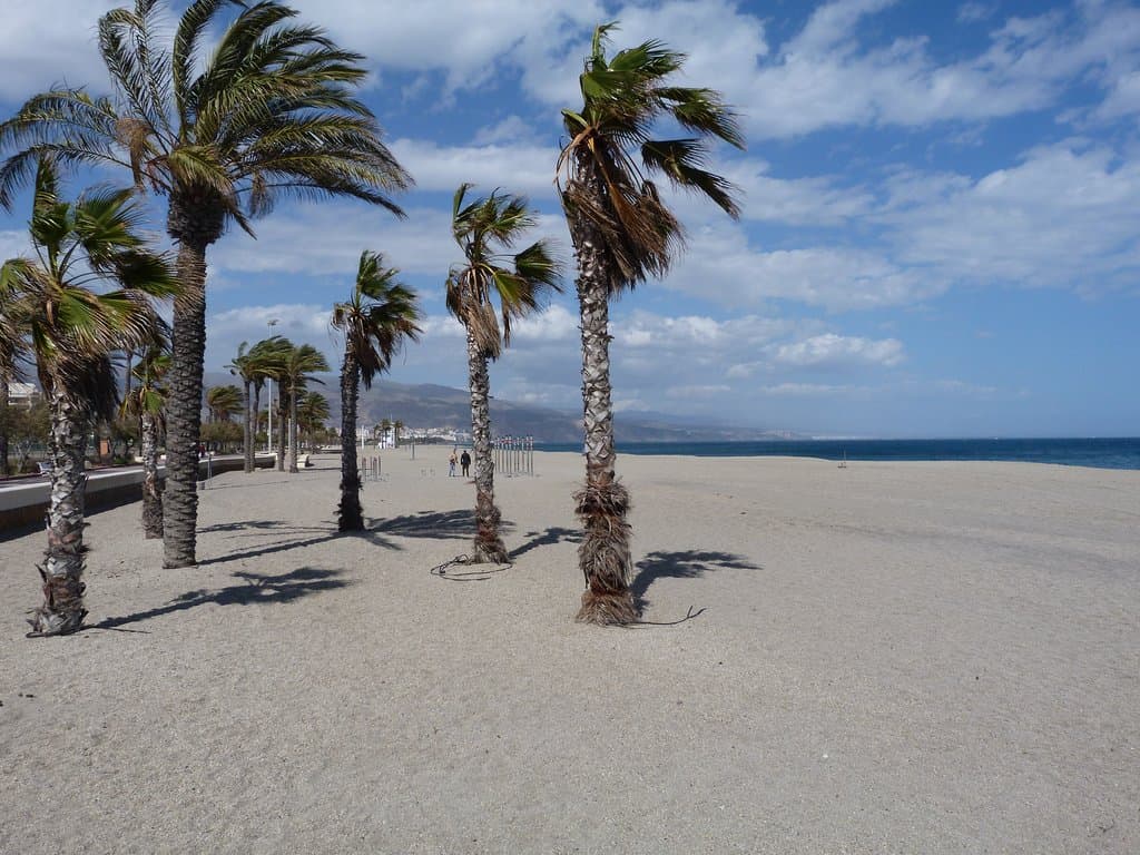 Palmeras en la Arena