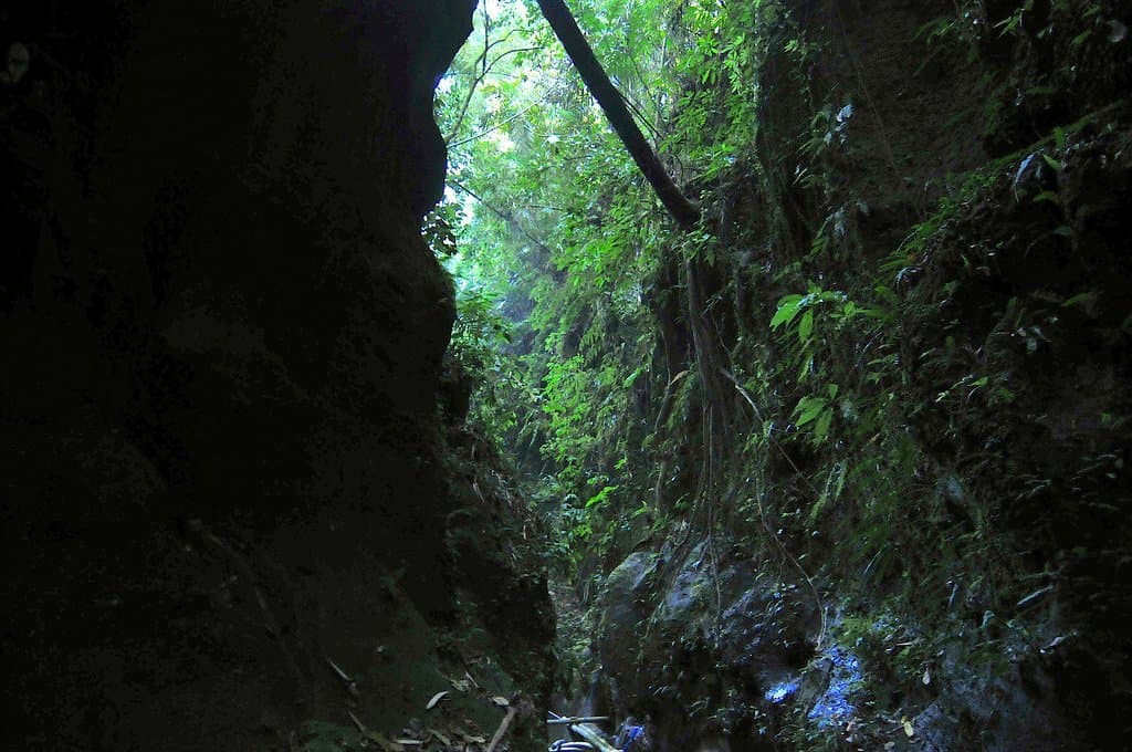 Taro village experience