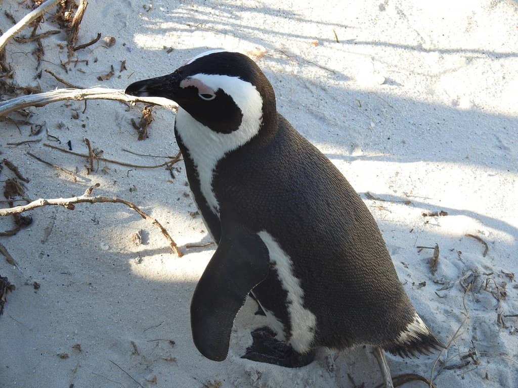 African Penguins