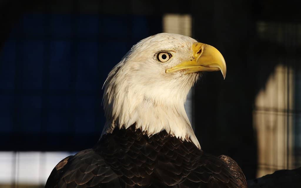 Tapir Feeding Experience