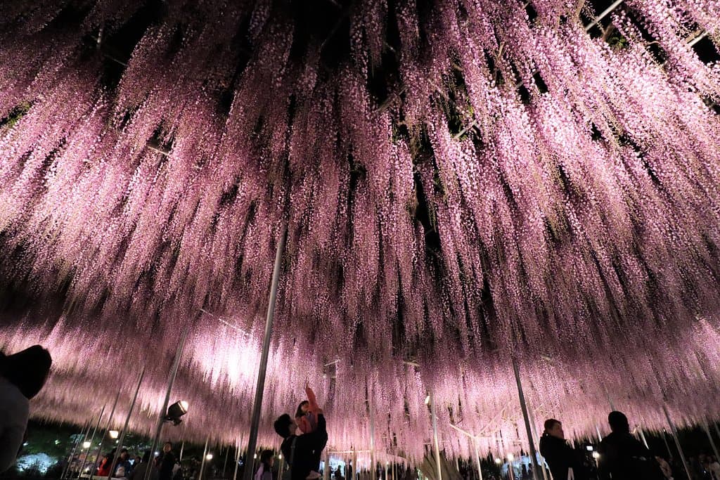 Now, the park has the best time.
More information from this site ↓
https://www.ashikaga.co.jp/parkdayori/flower.php
Pale Red Wisteria, Purple wisteria, White wisteria is a garden that can be seen at the same time three colors.
Greate wisteria... full bloom
Double Flowered Wisteria... full bloom
White wisteria. Good time.
Purple Wisteria... full bloom
Yellow wisteria... flowering