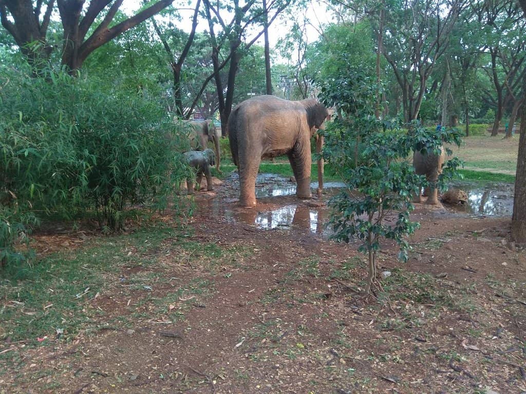 Seasonal Flower Shows