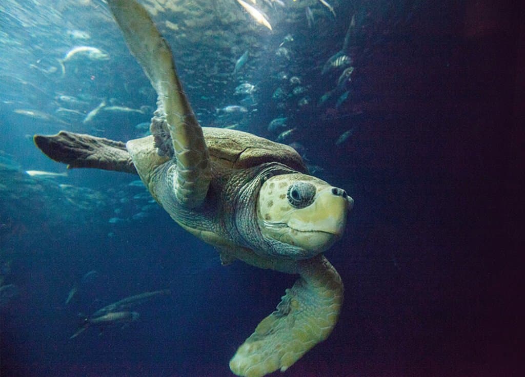 Caretta the star of our Great Ocean Tank