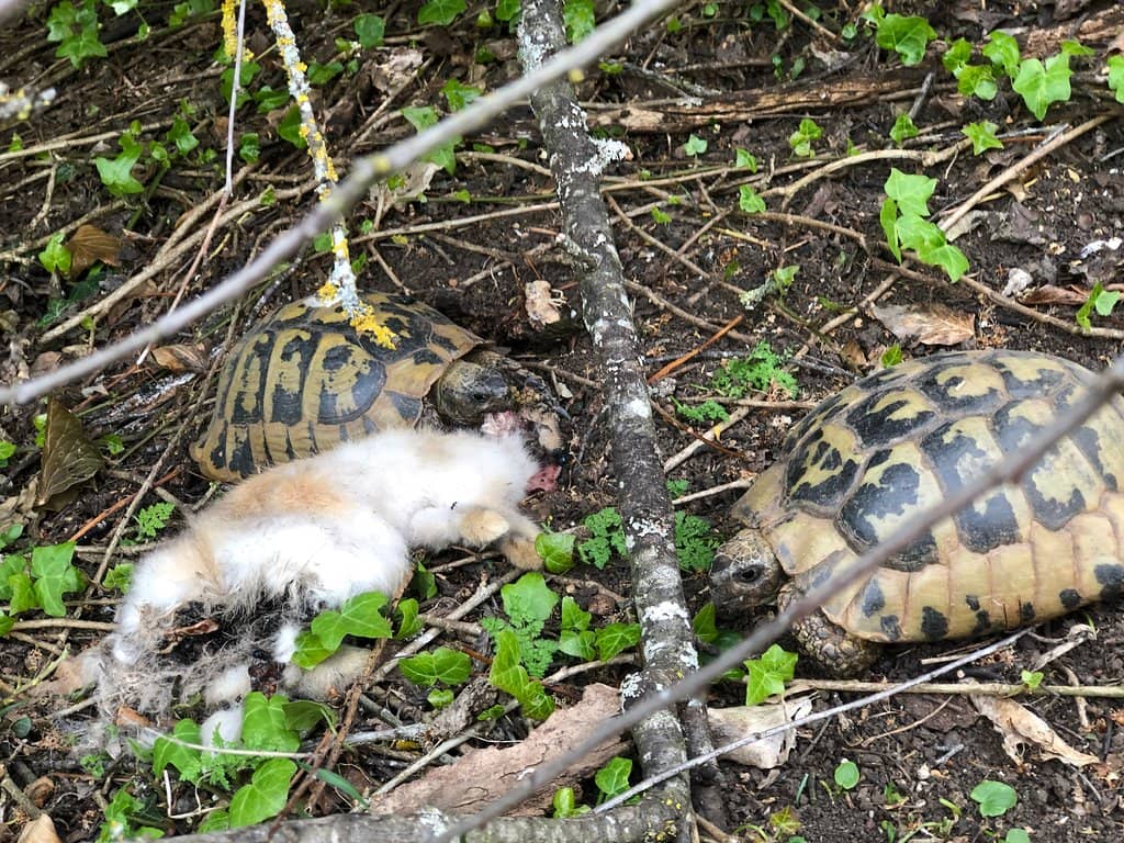 Panoramic Lake Views