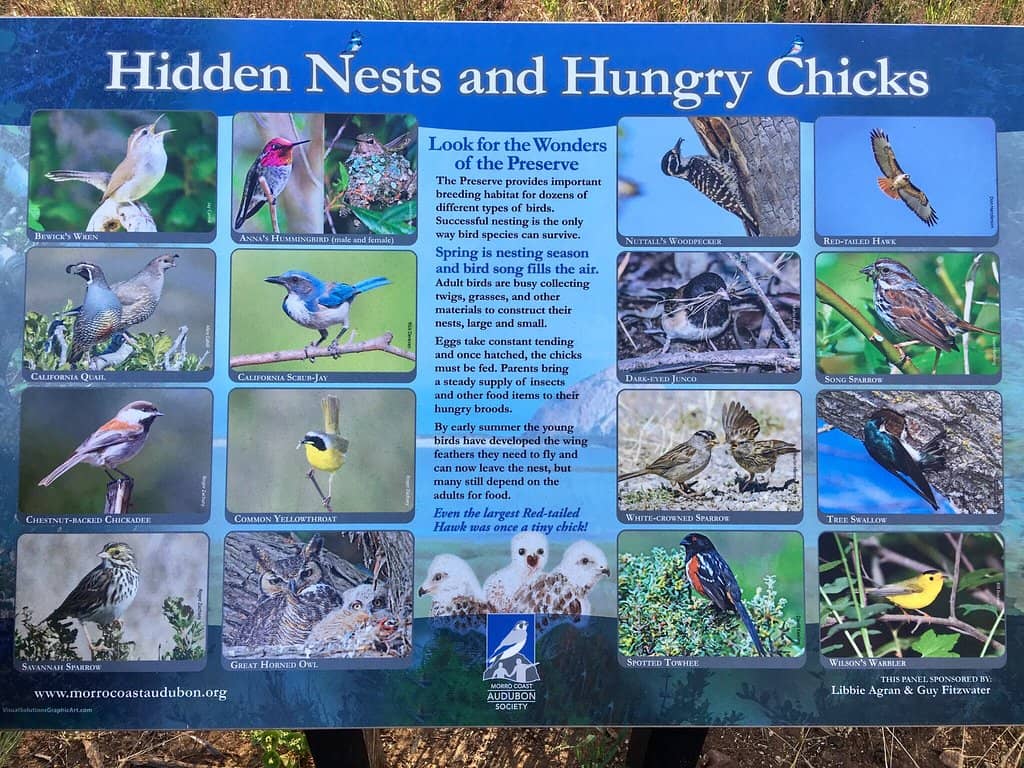 Abundant Wildlife