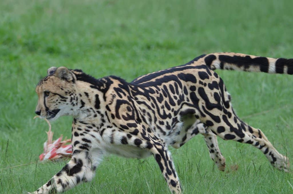 Cheetah Run Experience