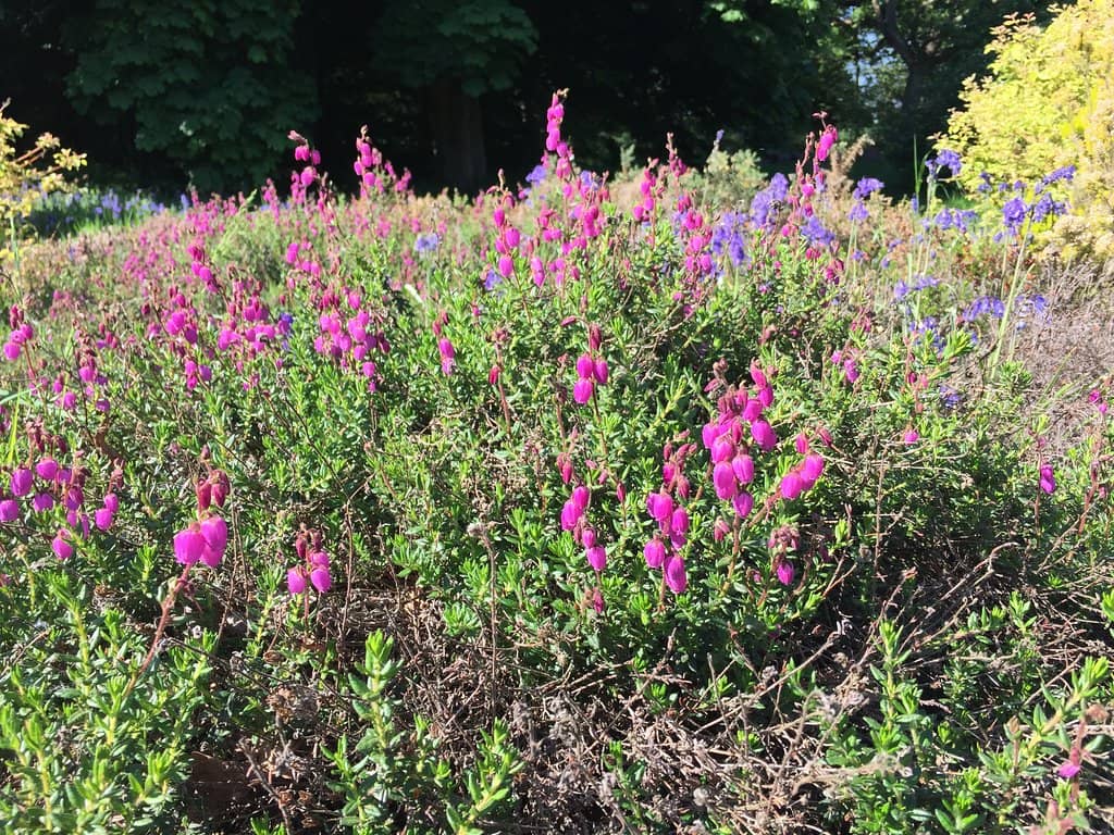 Azalea and Rhododendron Spectacle
