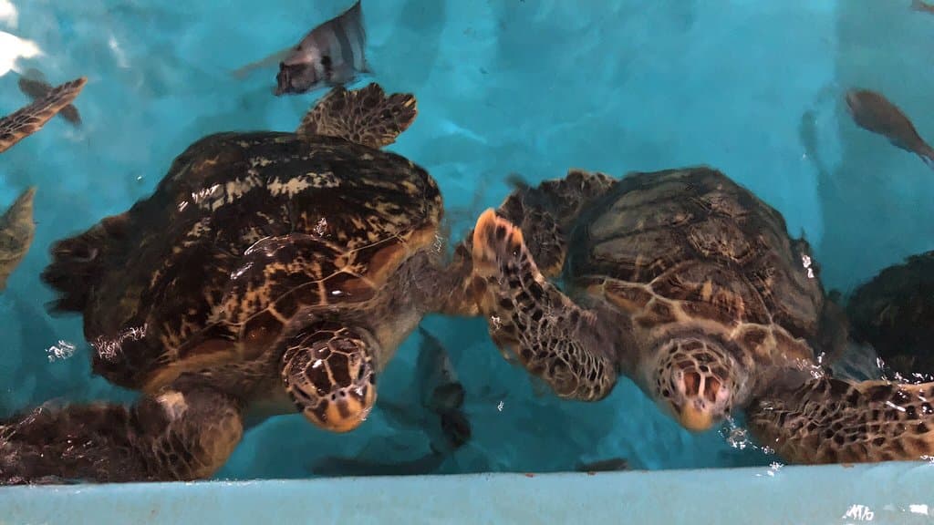 Katsurahama Aquarium