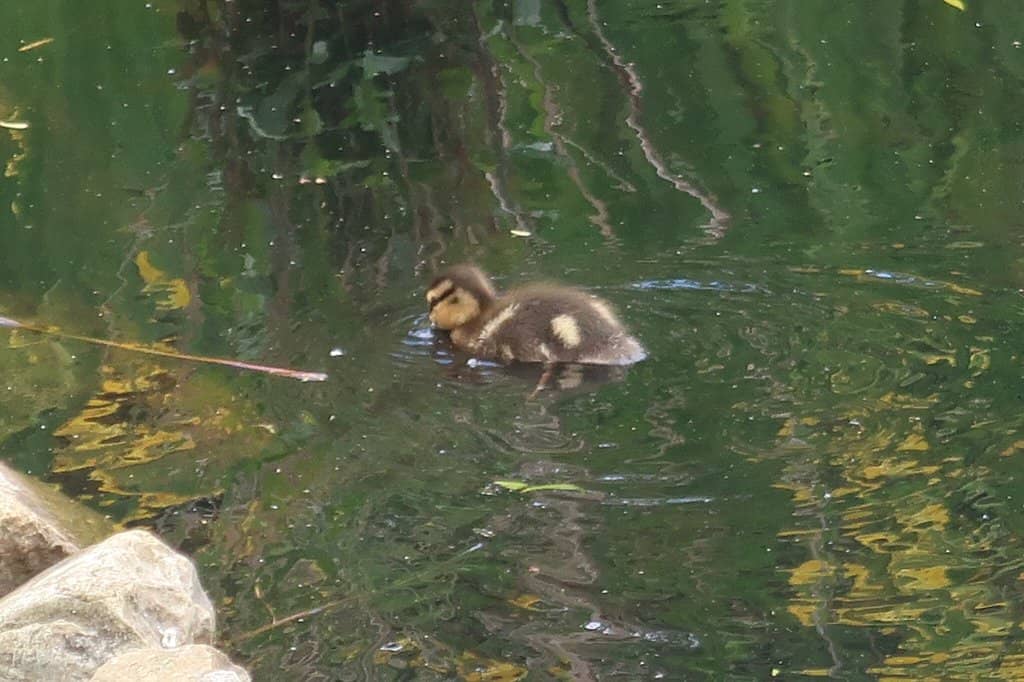 Historical Information Boards