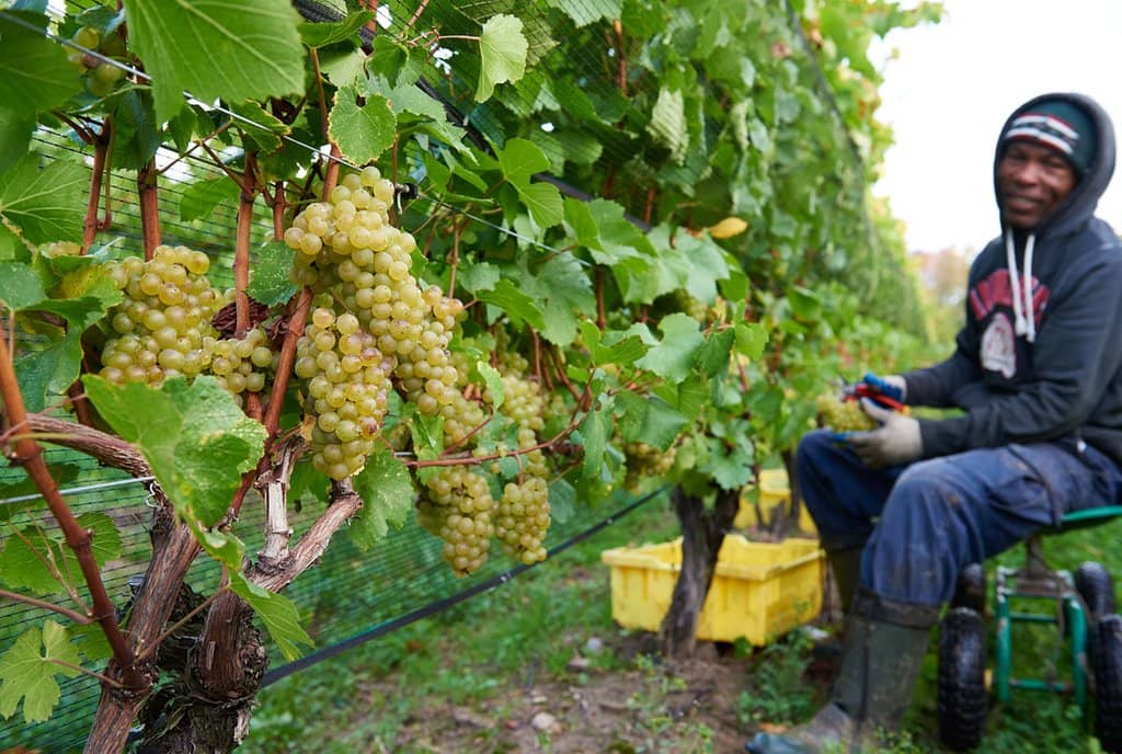 Sustainable Vineyard Views