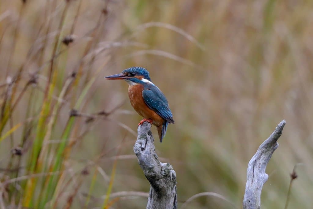 Montrose Basin's resident female kingfisher (kingfishers are seen regularly from the visitor centre outside of breeding season, so ~August-March).