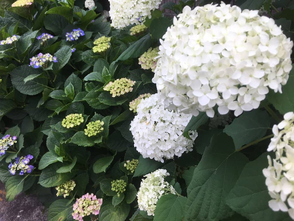 Vibrant Hydrangea Gardens