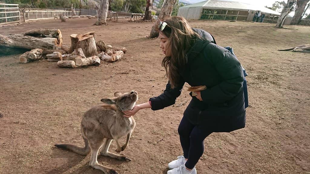 Wombat Cuddles & Feeding