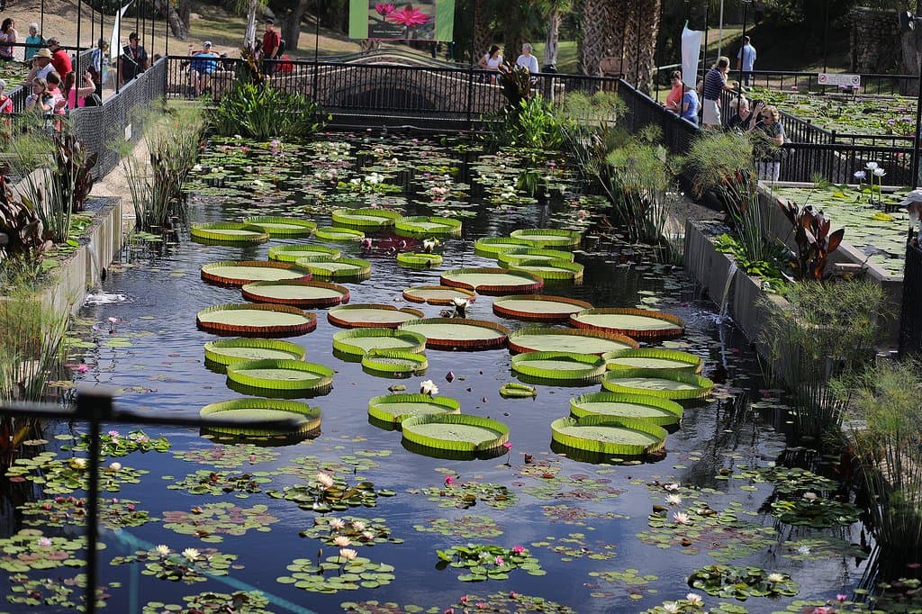 A view of the Main Basin from LilyFest 2017