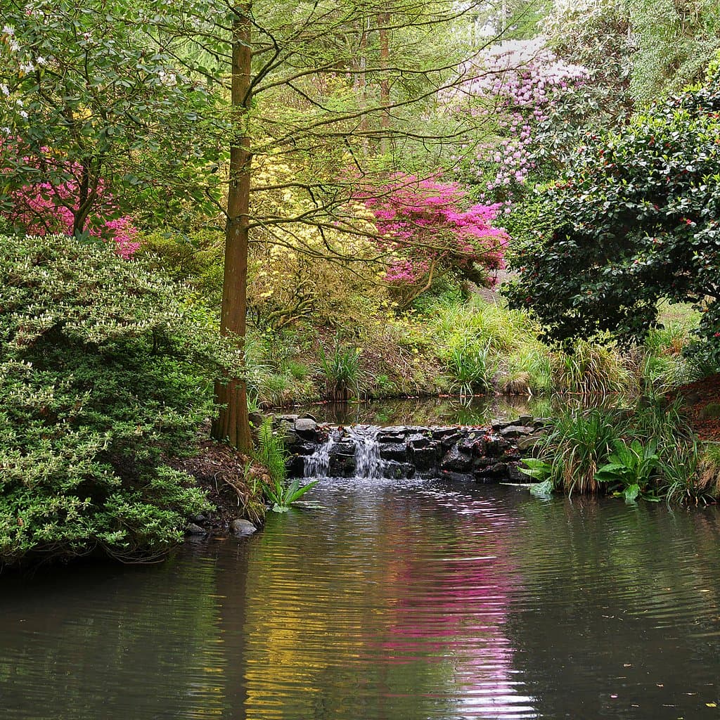 Clyne Gardens reflections in a pool