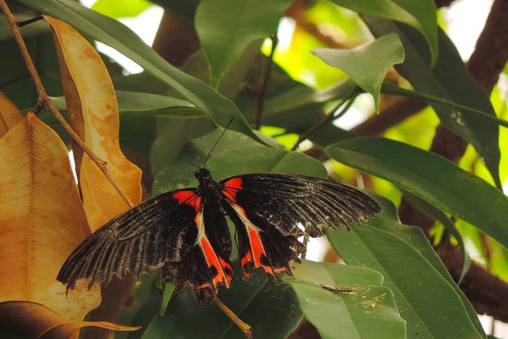 The Enchanting Butterfly House
