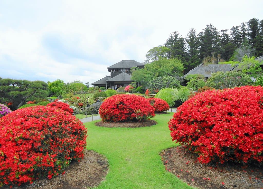 偕楽園 ツツジまつり